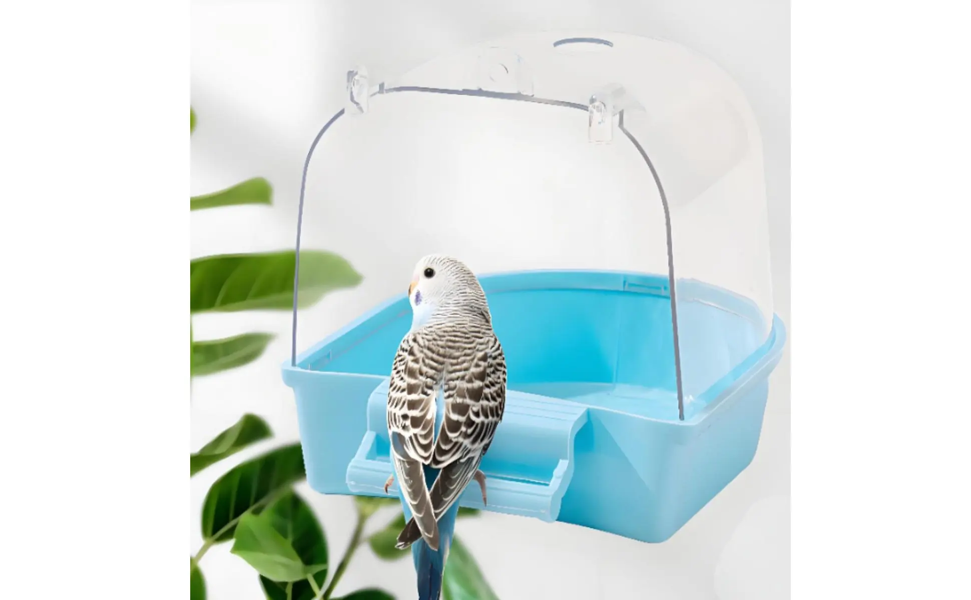 Bañera para aves - vista interior