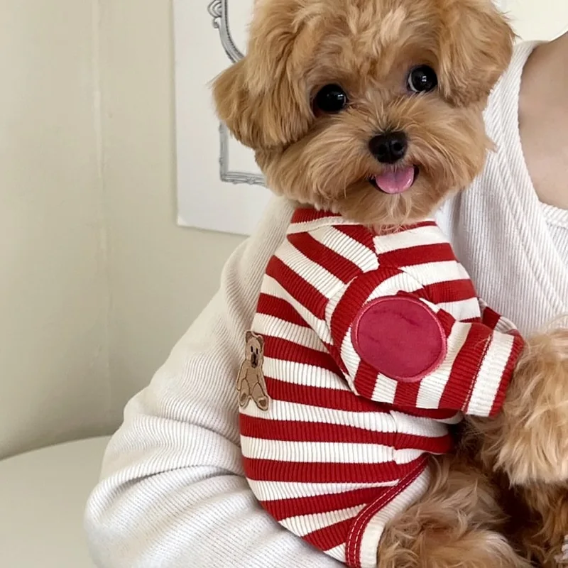 Mascota usando la camiseta
