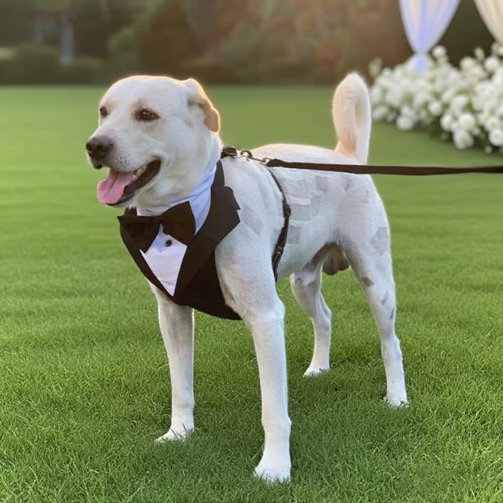 Arnés esmoquin para perro de boda con pajarita ajustable transpirable - imagen 2