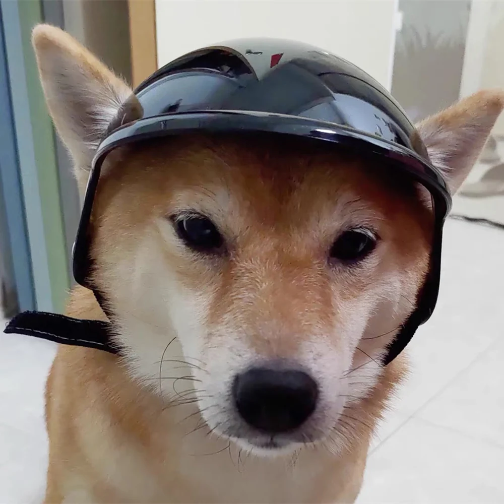 Mascota elegante con casco de locomotora en paseo