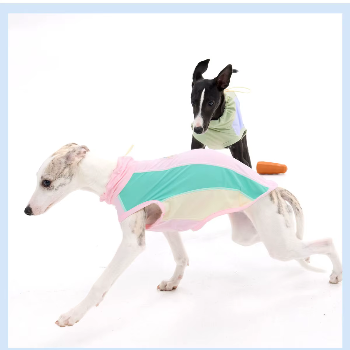 Chaleco solar para perros Italian Greyhound – Ultraligero y transpirable - imagen 2