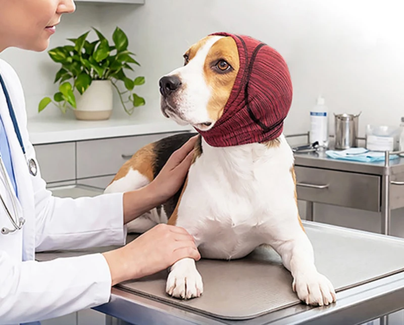 Perro pequeño usando orejeras antiruido