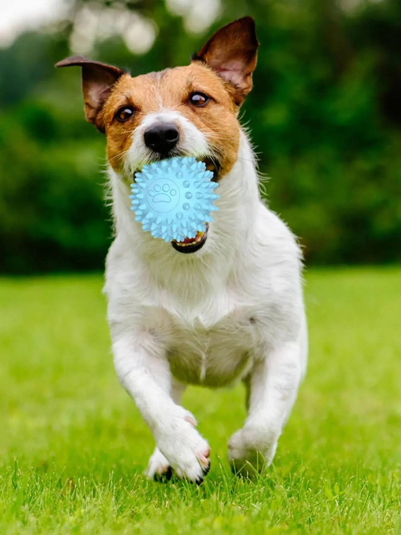 Pelota de goma para perros