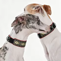 Collar bohemio ajustable para Whippet, diseño étnico robusto