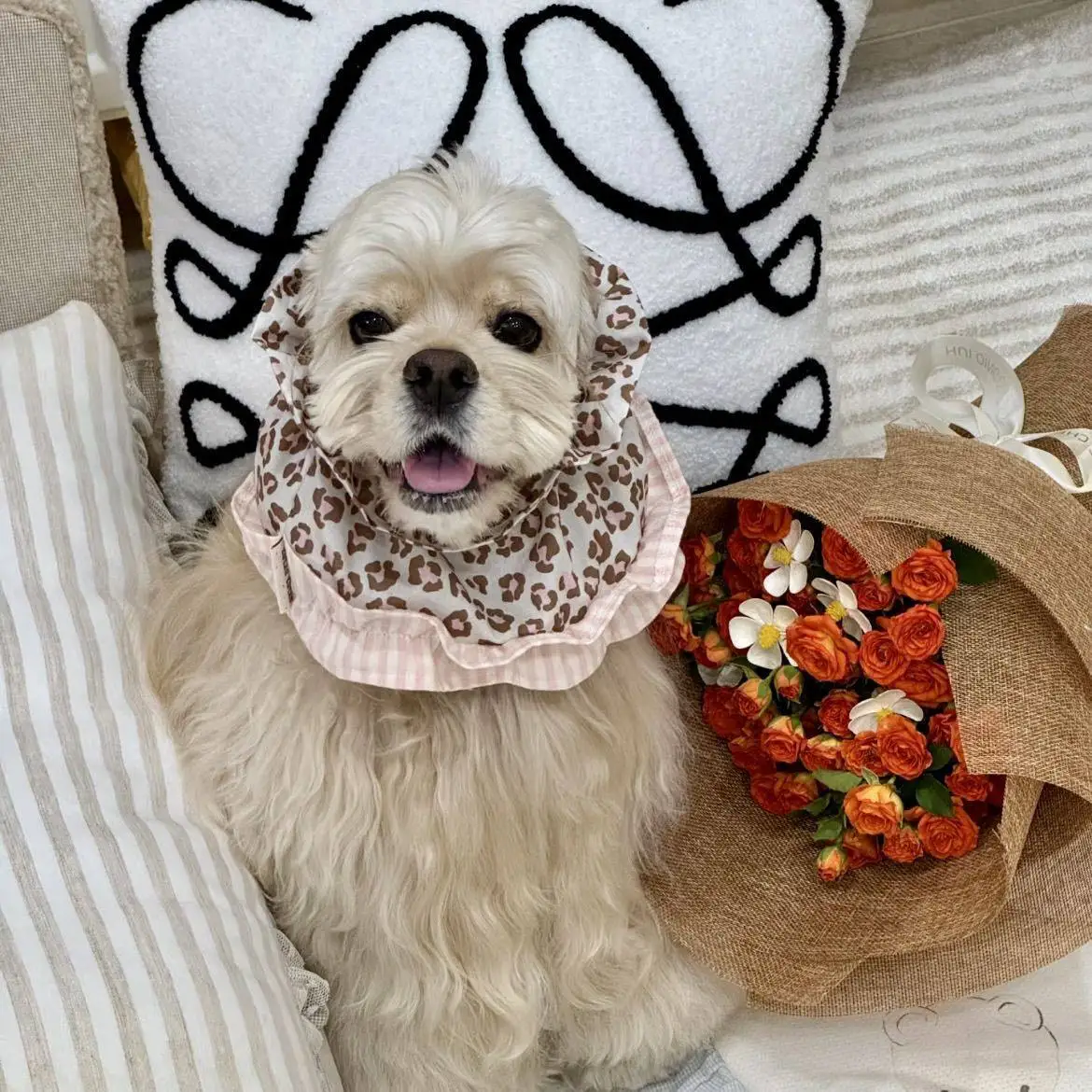 Gorro estilo princesa para perros: accesorio para fotos y paseos - imagen 4