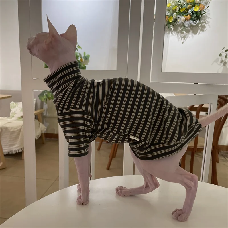 Gato cómodo con la prenda puesta
