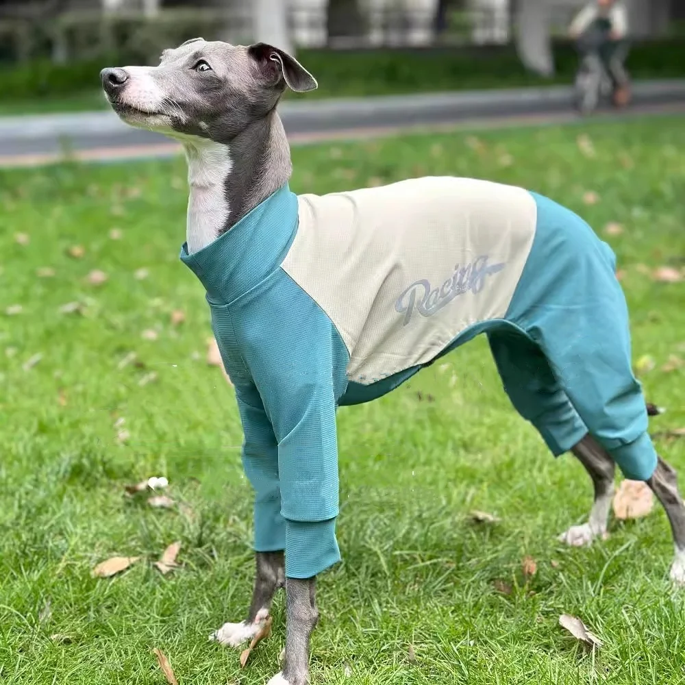 Ejemplo de puesta en un Whippet