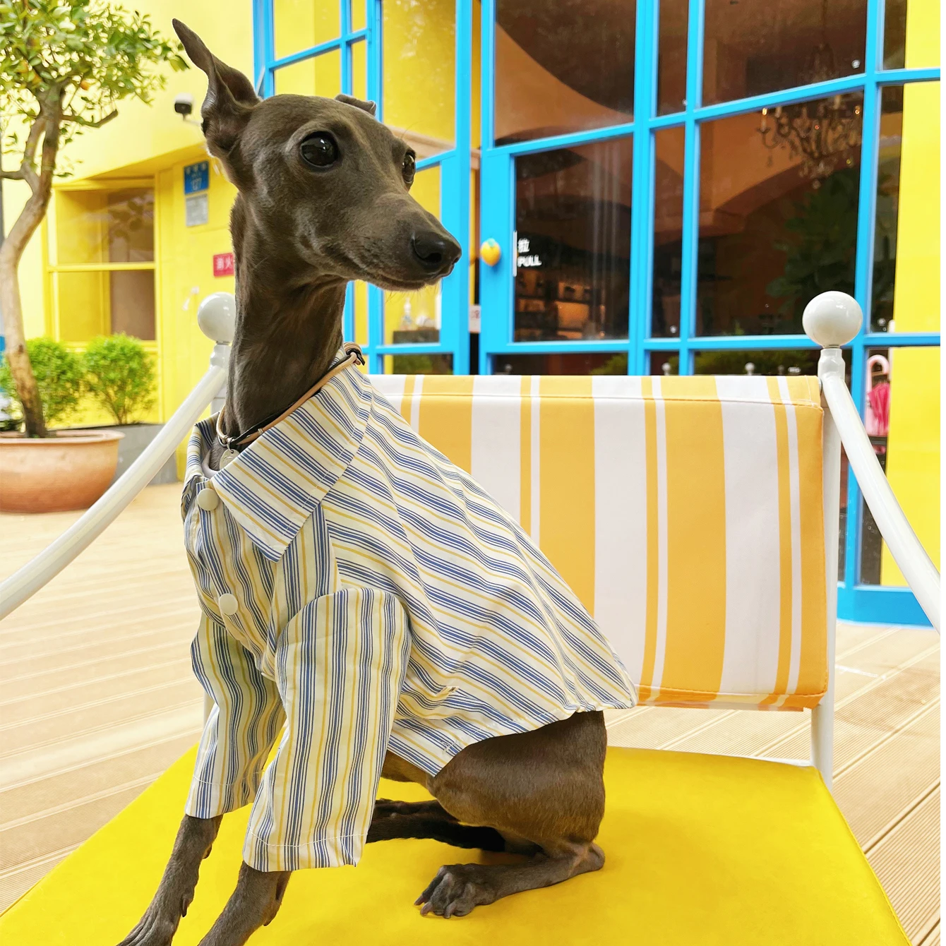 Camisa de moda versátil para perros en uso durante paseo urbano