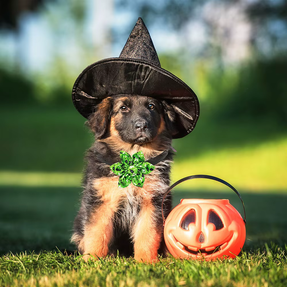 Collar para perros con flores de Halloween y corbatín removible - imagen 3