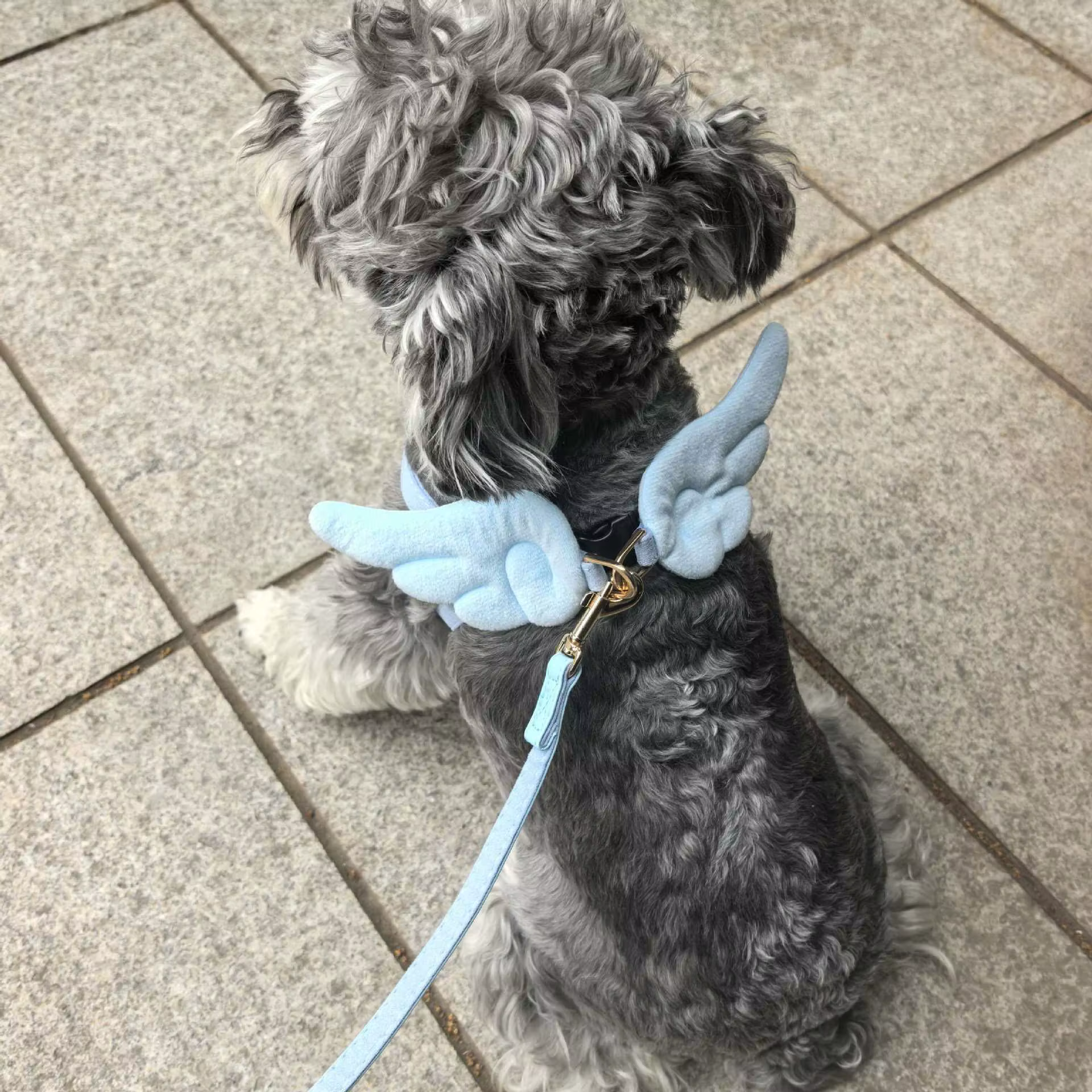 Arnés con correa de alas de ángel para perros pequeños y medianos - imagen 3