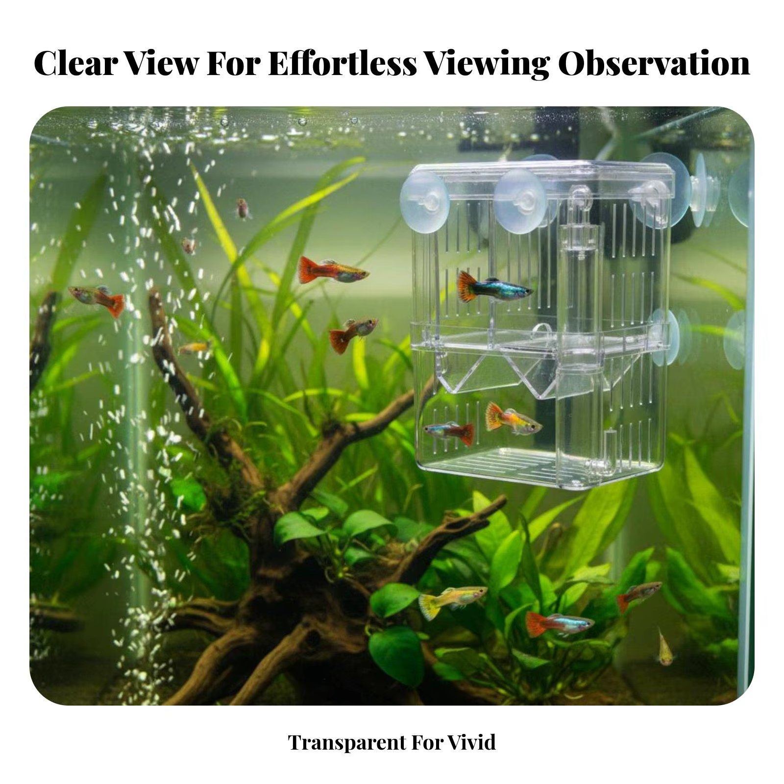 Separador de alevines para acuario – Tanque de cría transparente - imagen 4