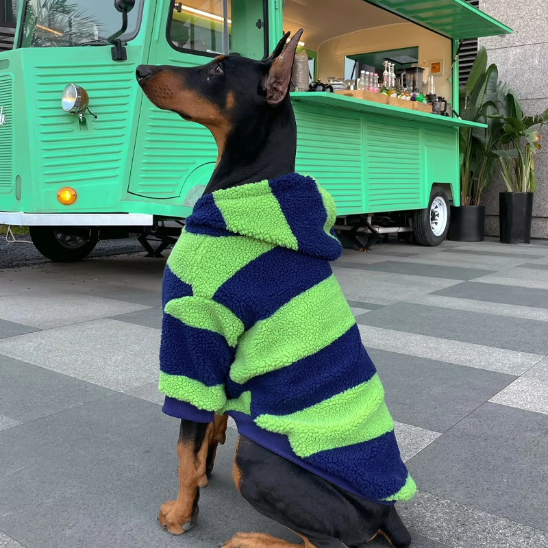 Perro usando el suéter en paseo