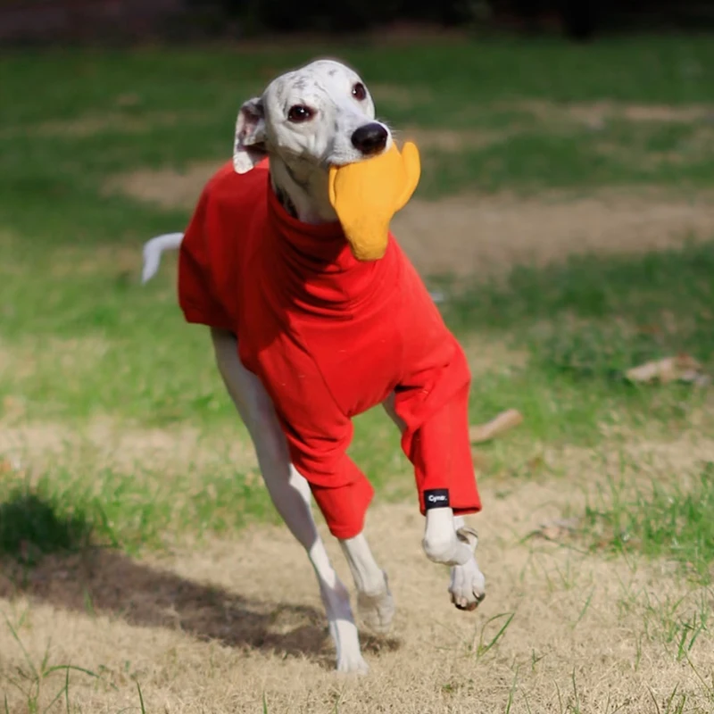 Perro con camiseta roja en contexto doméstico
