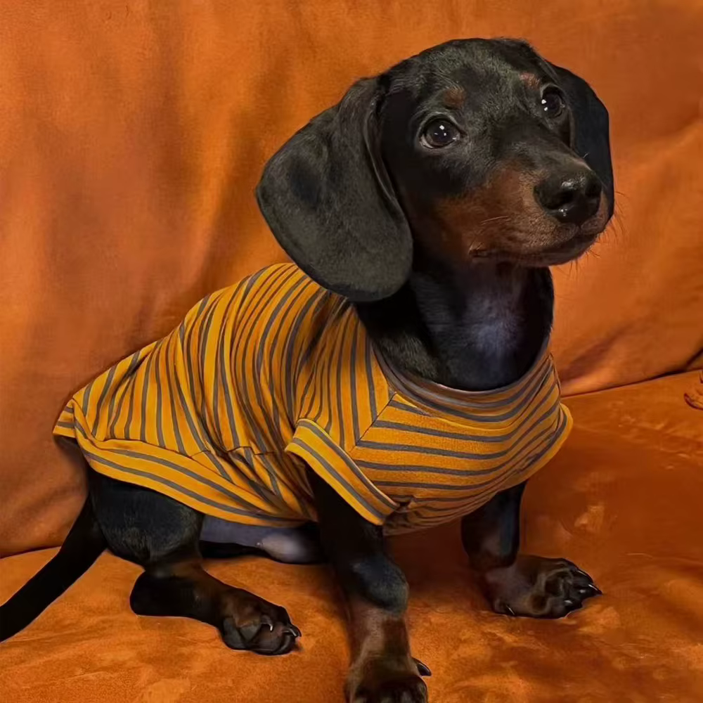 Camiseta rayas Wiener