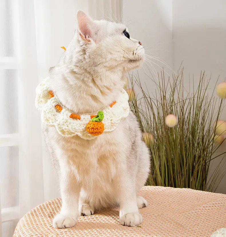 Gato usando el collar naranja en interior y exterior