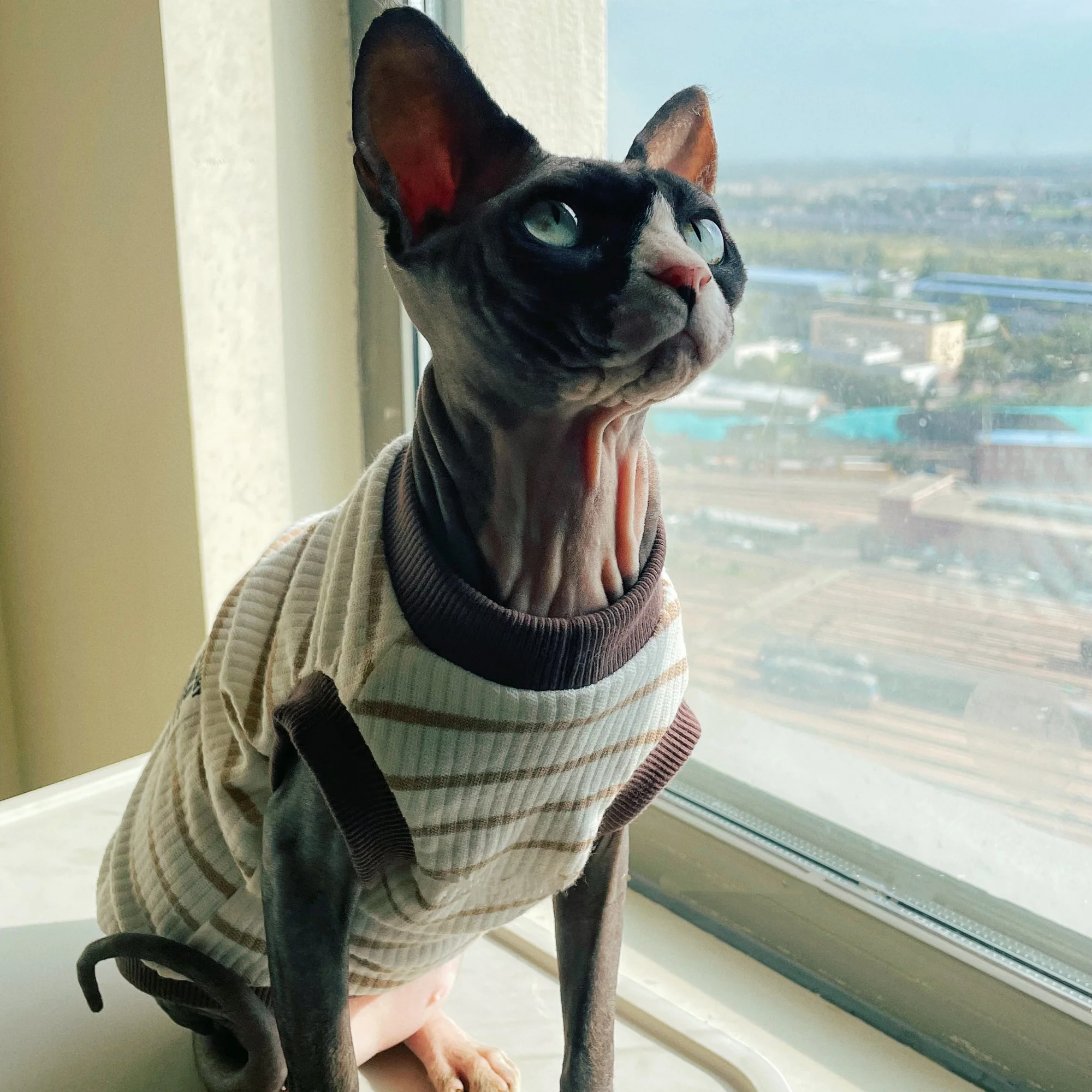 Gatito Devon Rex con pijamas de elasticidad suave