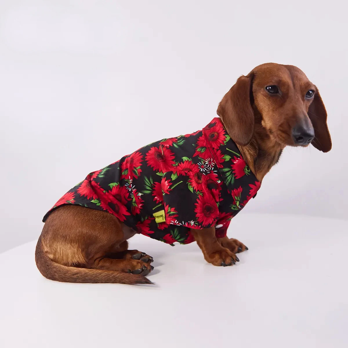 Ejemplo de ajuste en un dachshund