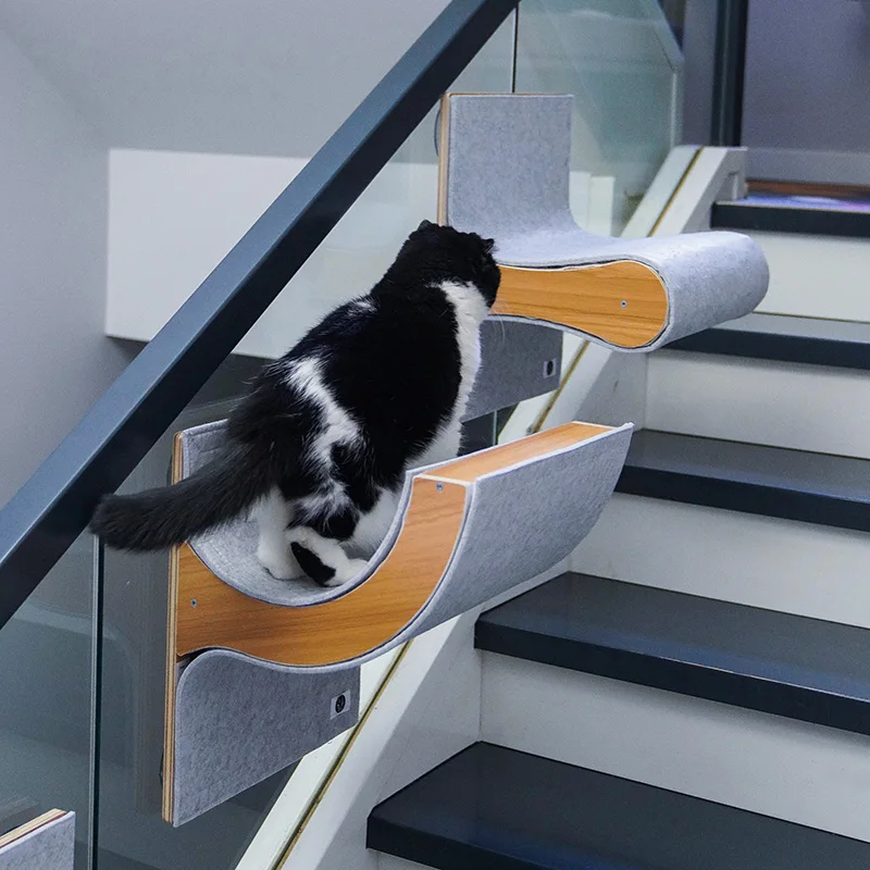 Gato usando la escalada en pared