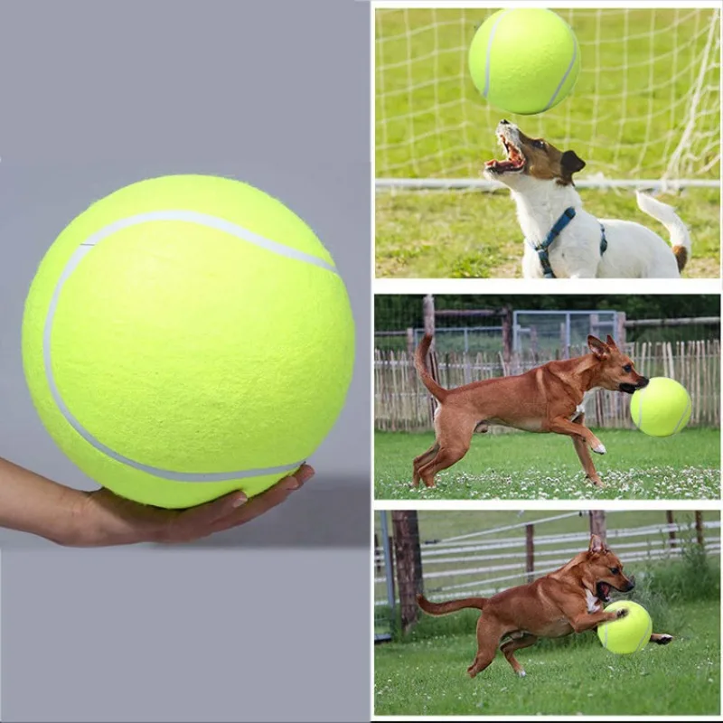 Ejercicio de fetch con perro grande