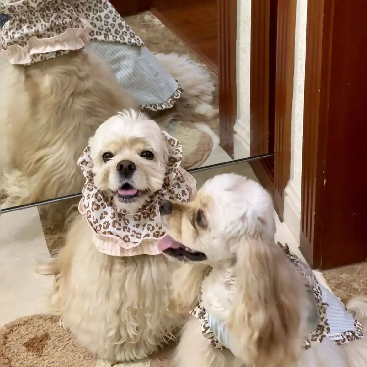 Gorro estilo princesa para perros: accesorio para fotos y paseos - imagen 5