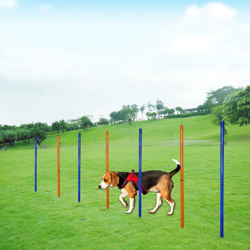 Ejemplo de circuito de agilidad para perro