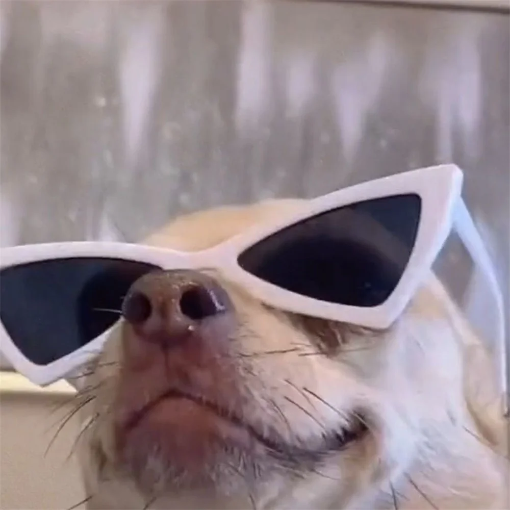 Gafas de sol mascotas uso exterior
