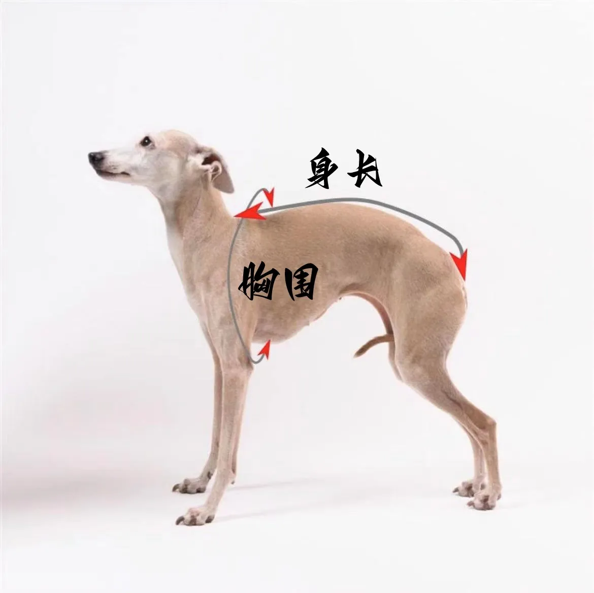 Suéter blanco puesto sobre un whippet en interior