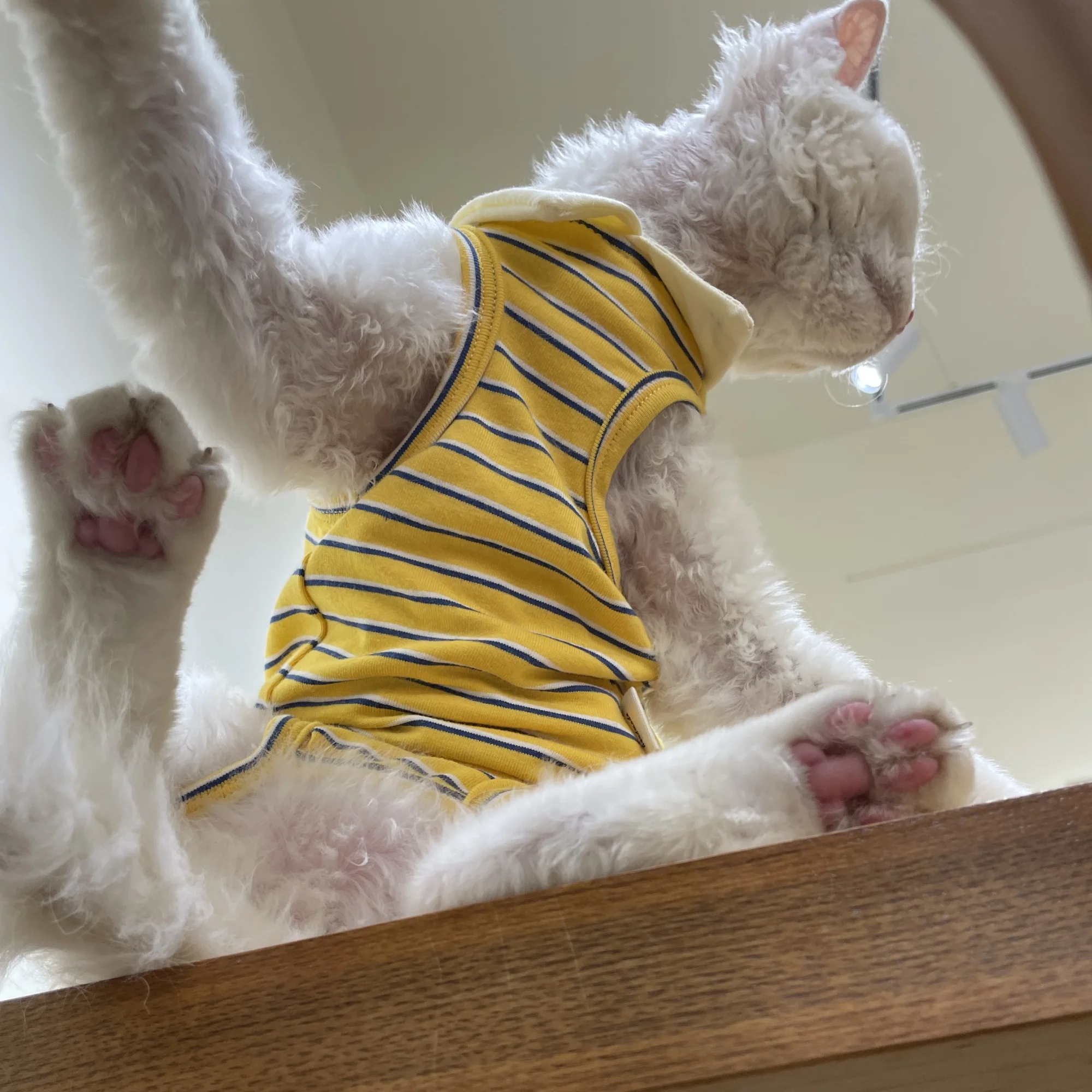 Gato esfinge jugando con el polo