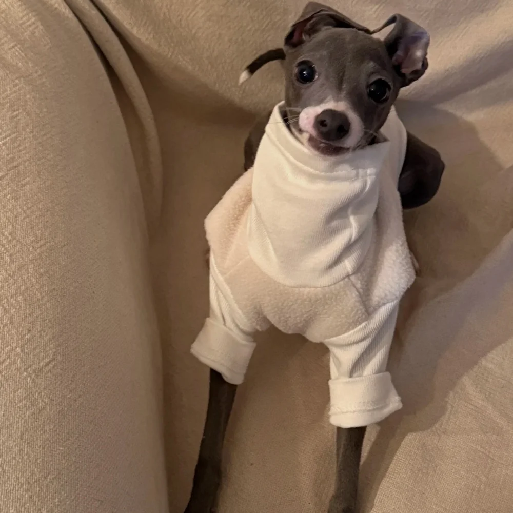 Perrito de caniche usando la chaqueta en tono blanco