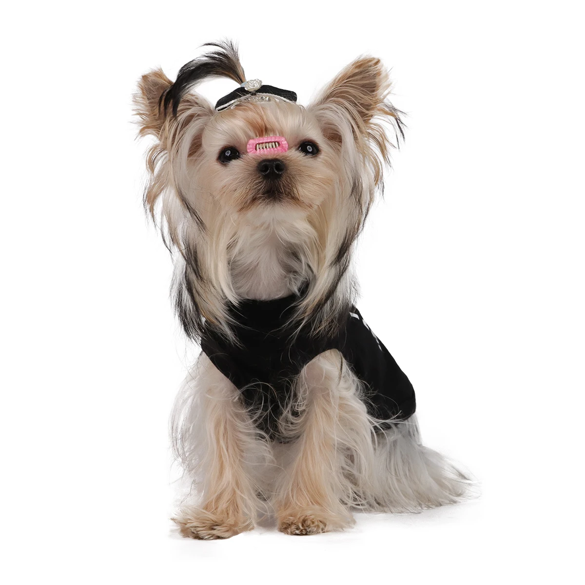 Perro con camisa en posición cómoda