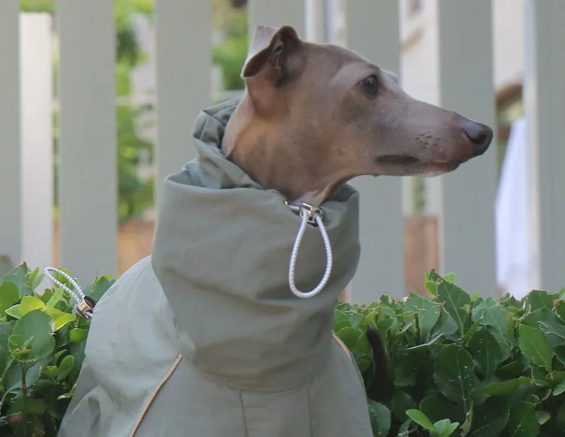 Tabla de tallas para abrigos de galgos