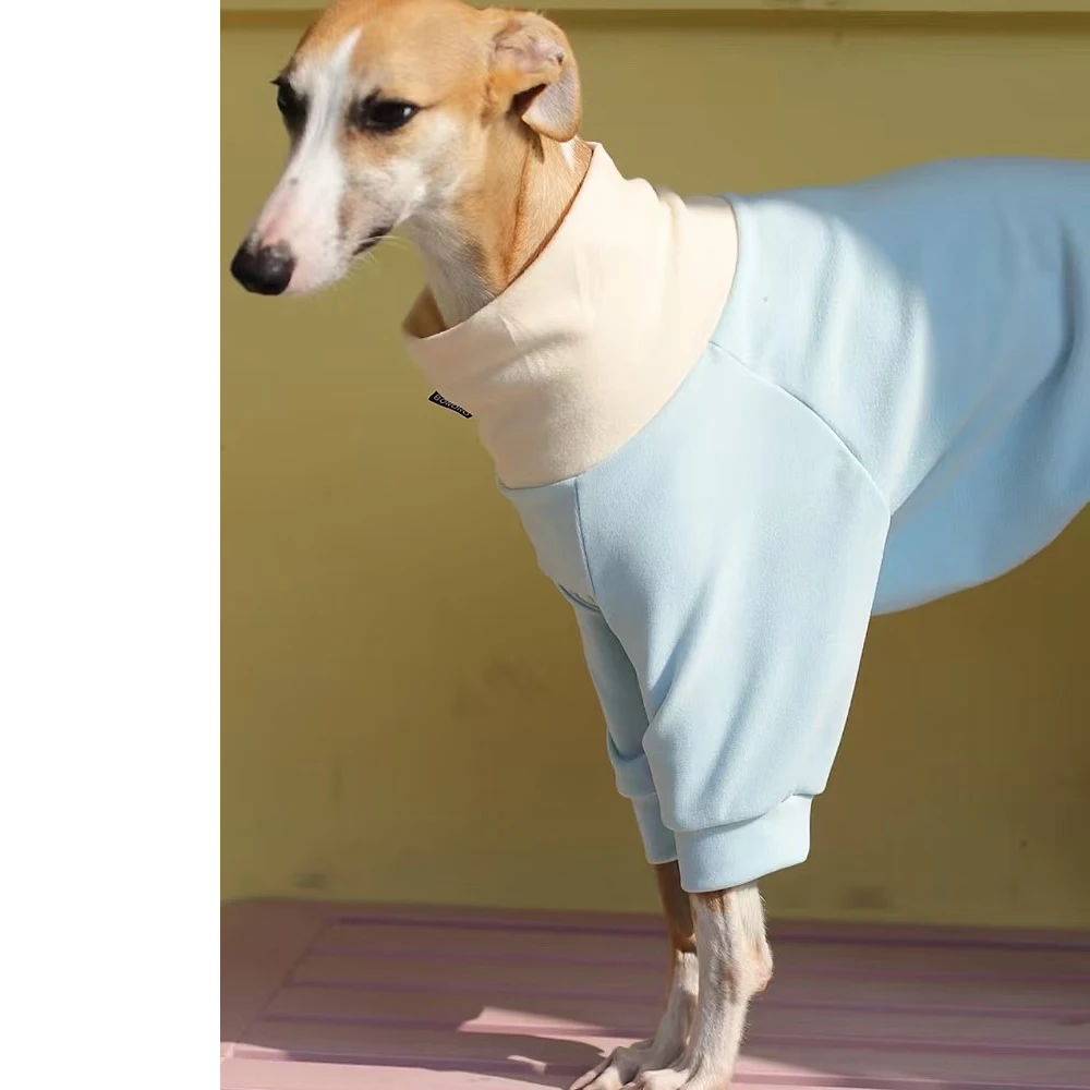Whippet descansando con la camiseta puesta