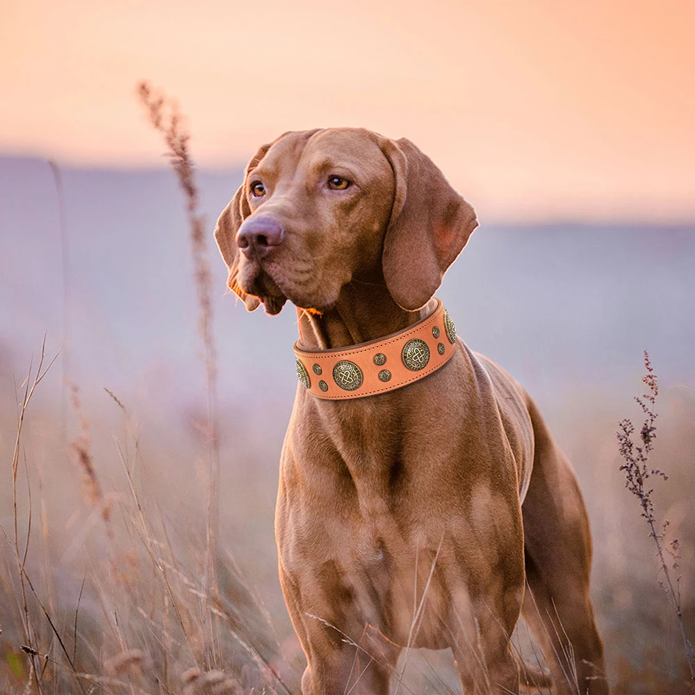 Collar de cuero con púas y tachuelas para perro pitbull y bulldog - imagen 5