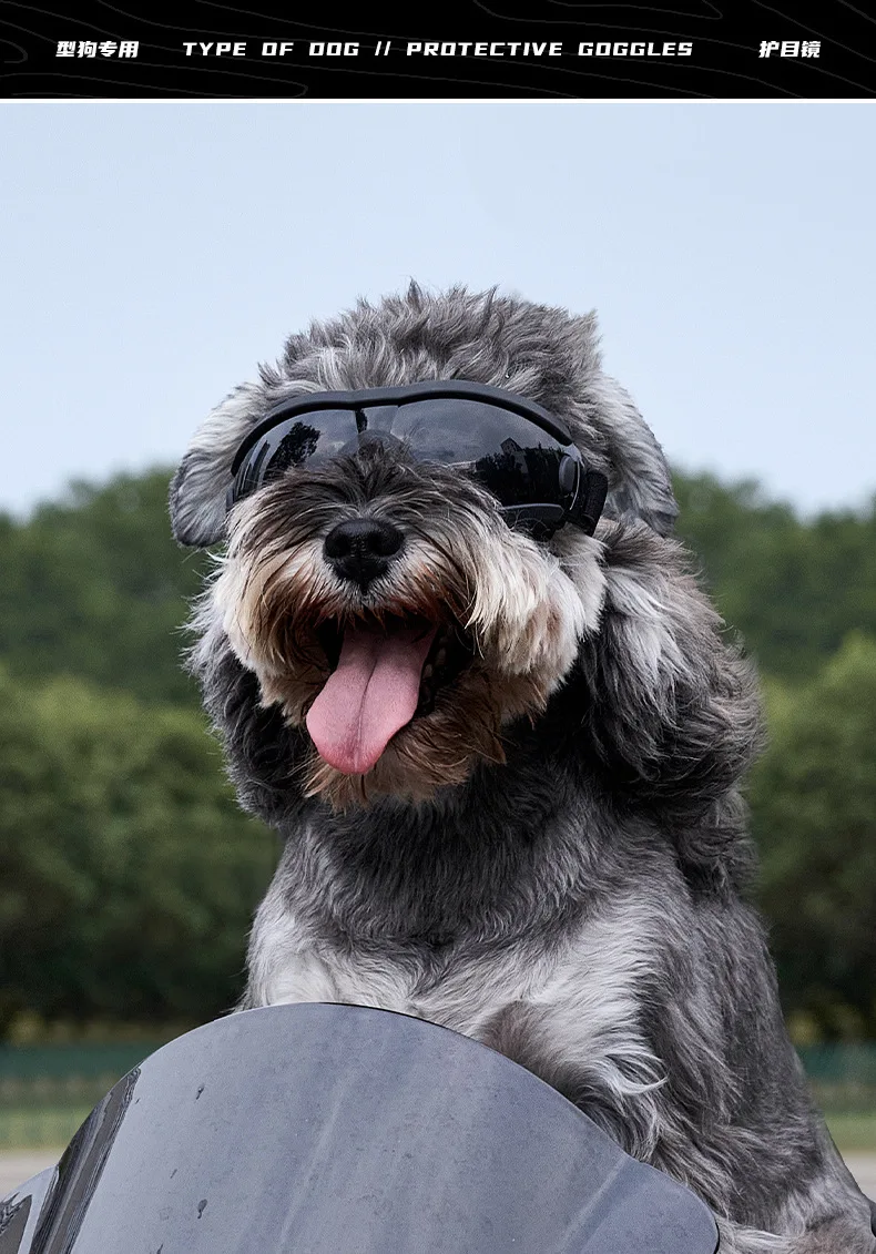 Gafas para mascota en exterior