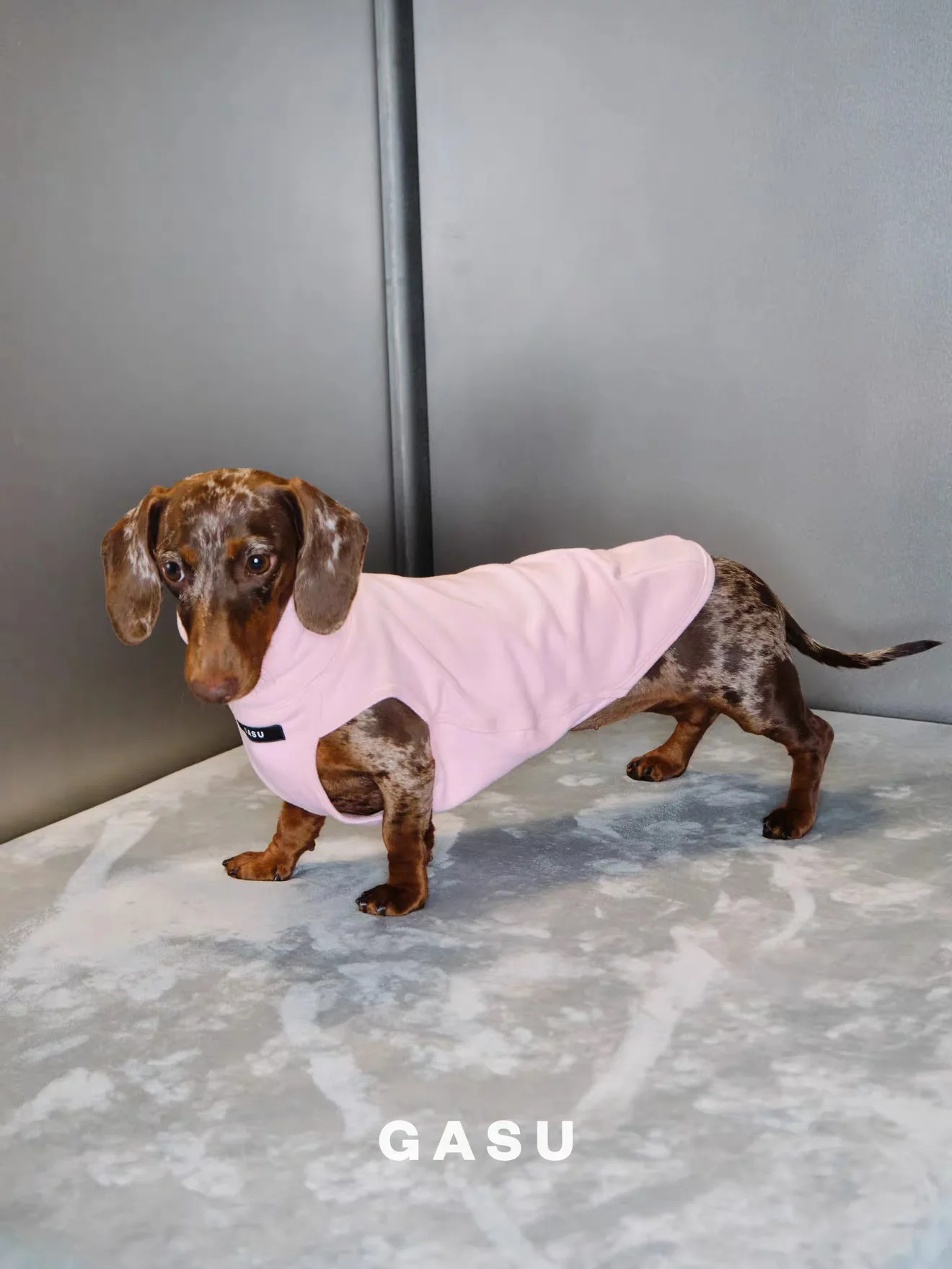 Perro Dachshund con el chaleco puesto