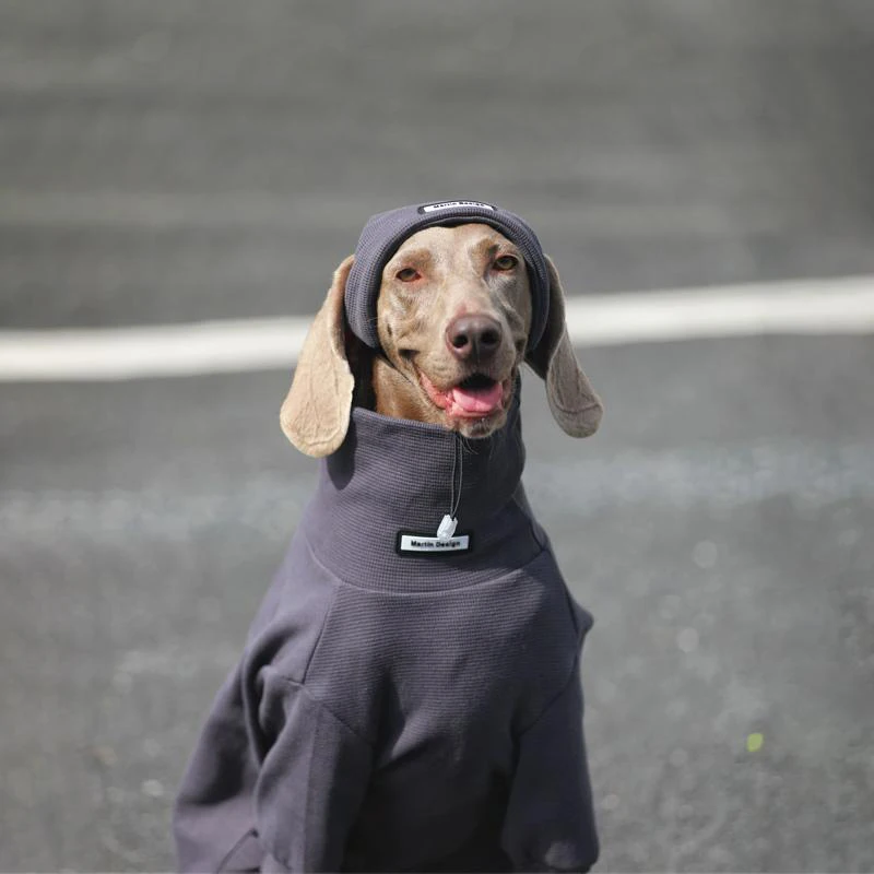 Perro corriendo con el jersey