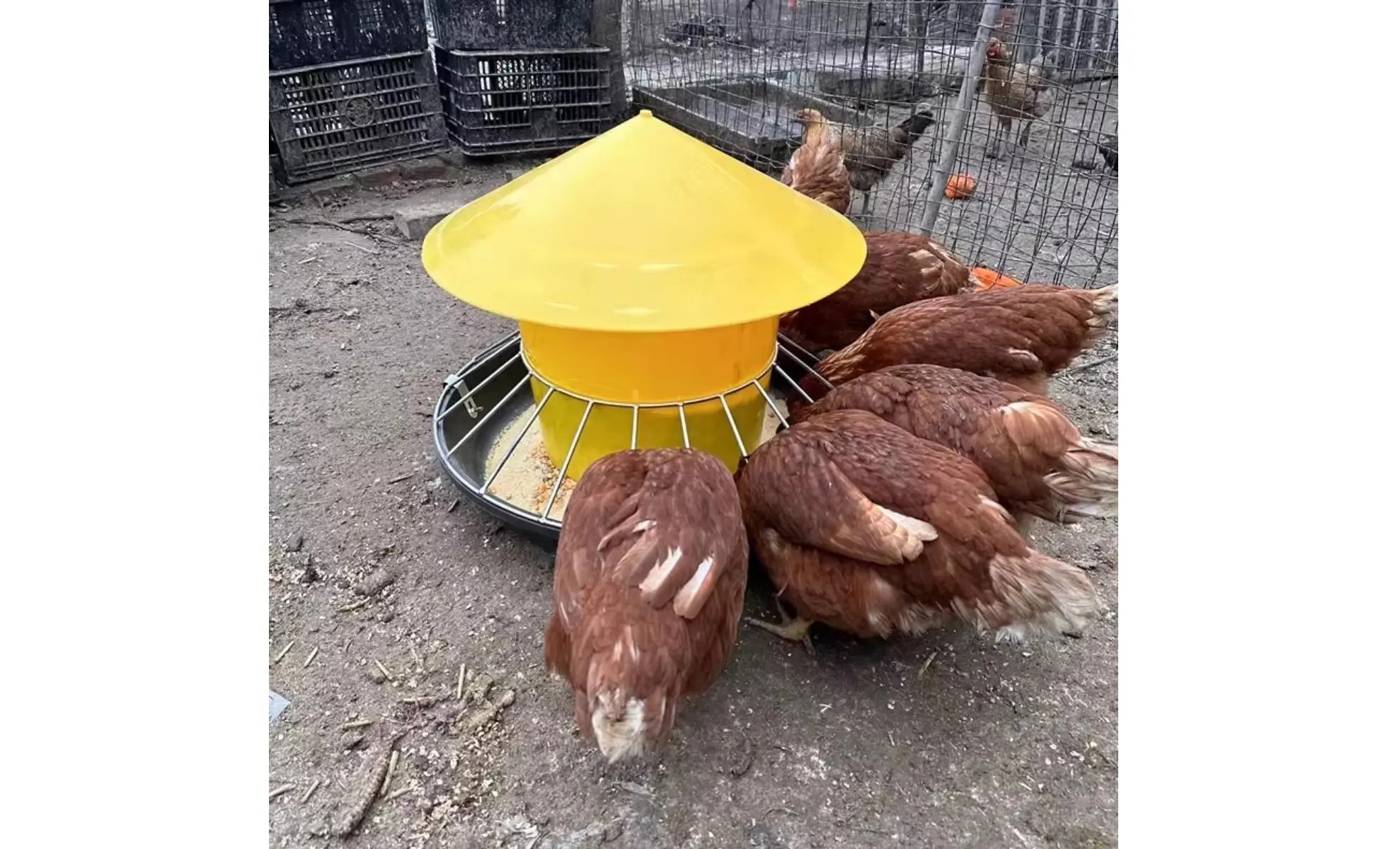 Detalle de la malla metálica del comedero para pollos