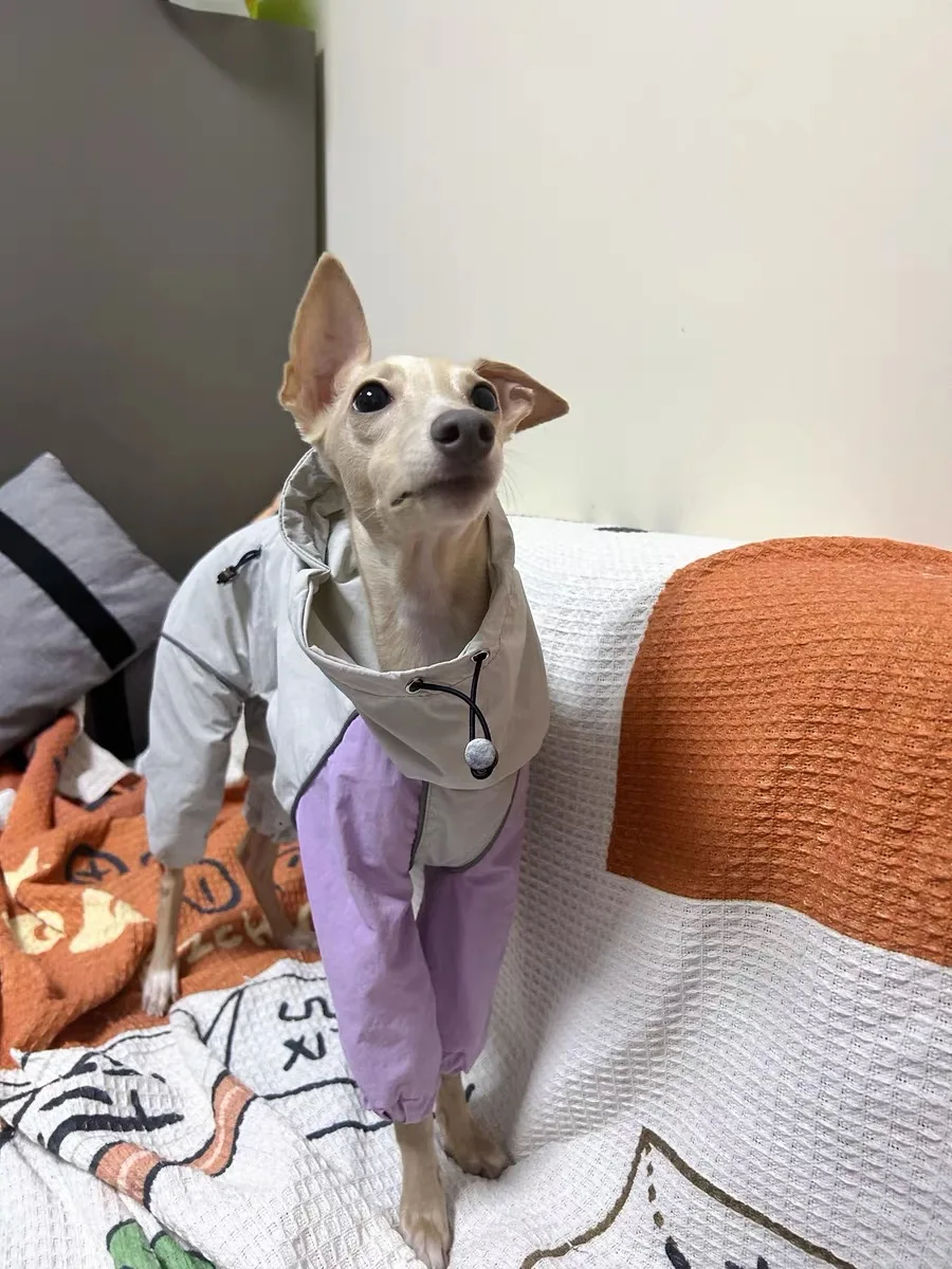 Guía de tallas para perros