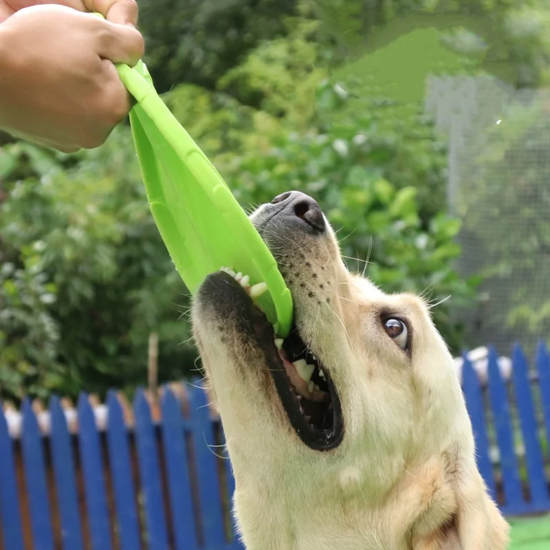 Mascota jugando al aire libre