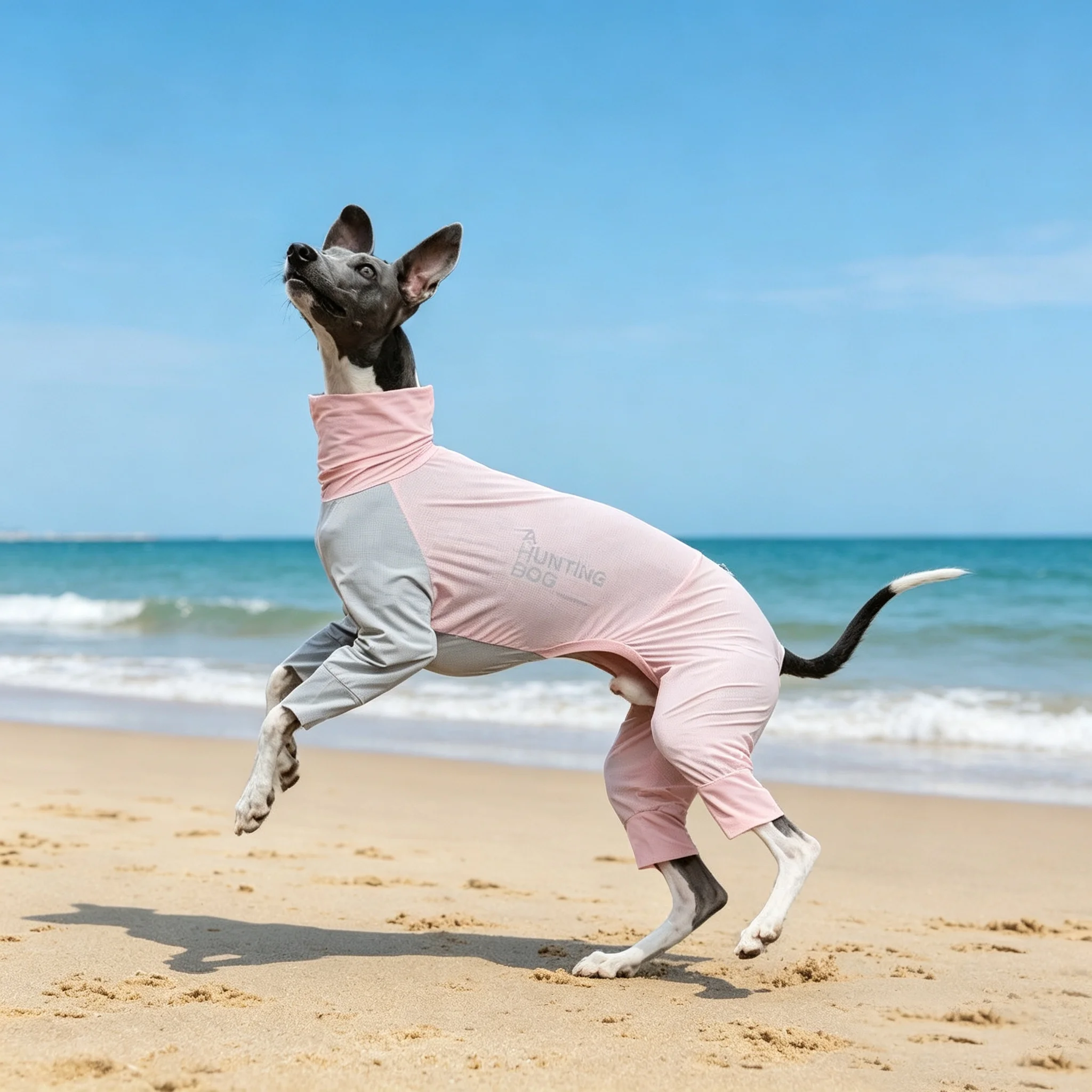 Perro activo usando el chaleco