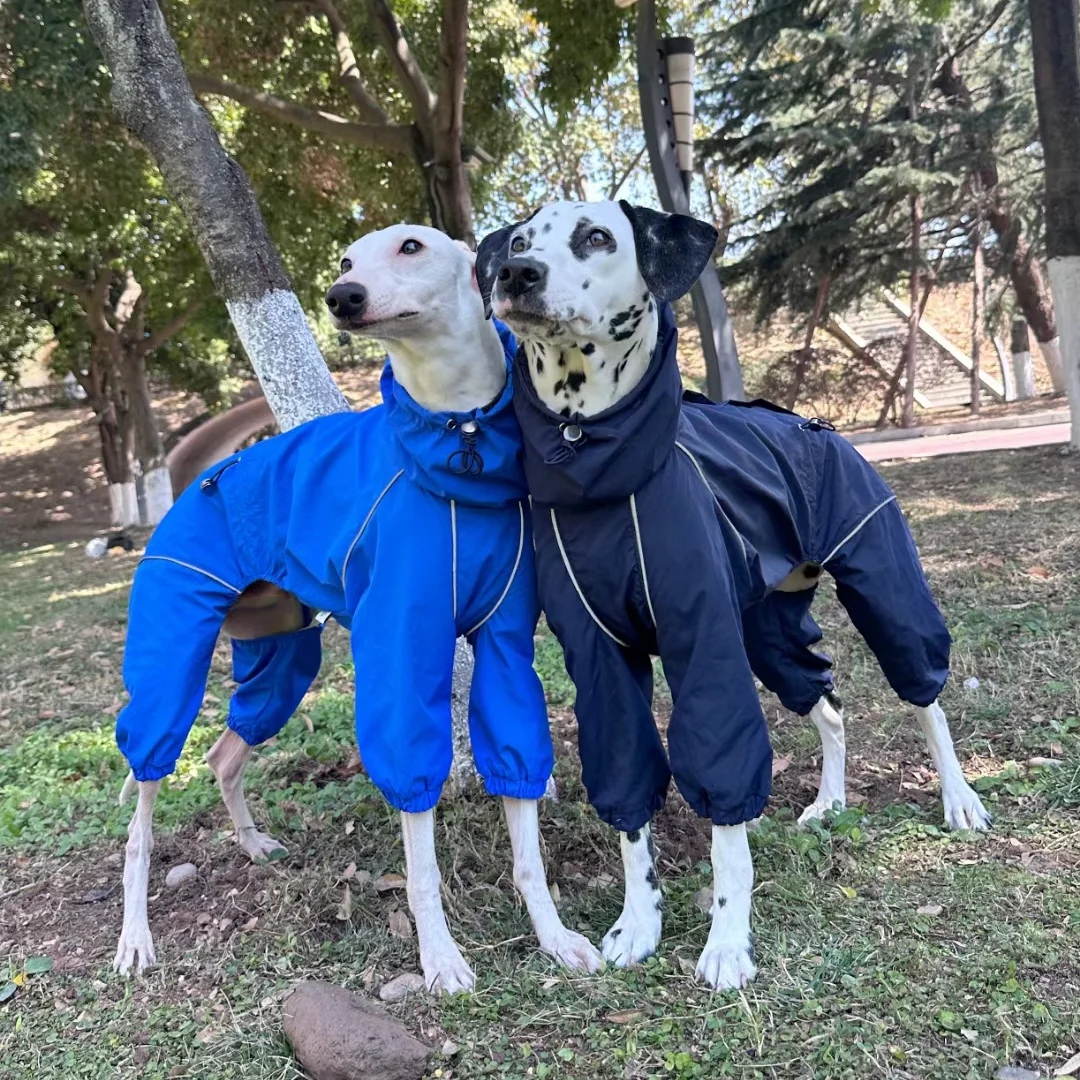 Whippet usando chubasquero