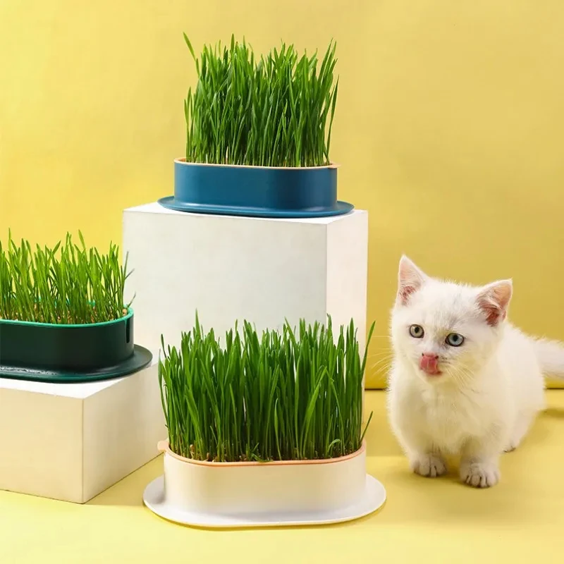 Caja hidropónica para plantar hierba gatera y tazón de cultivo - imagen 4