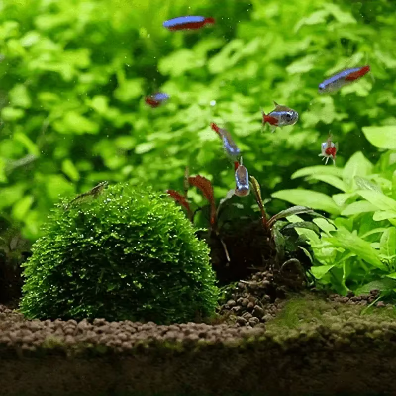 Bola de musgo para acuario - Biofiltro natural para peces - imagen 3