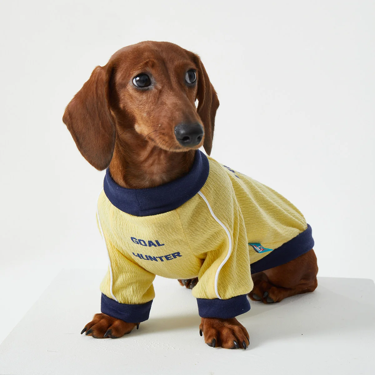 Perro Dachshund con sudadera deportiva