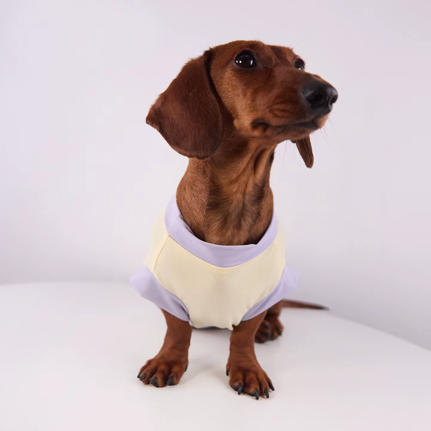 Embalaje de la ropa para perros ABQP