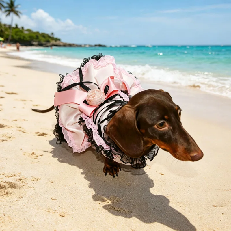 Vestido en perro Wiener caminando