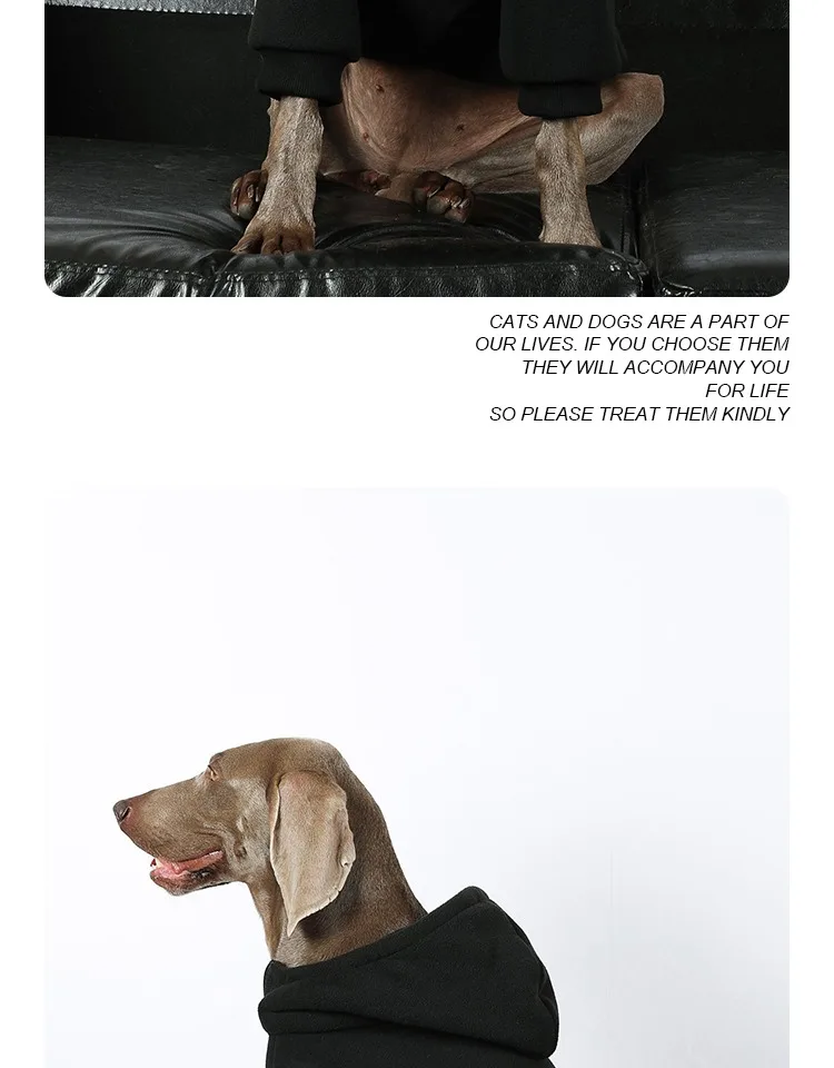 Vista frontal del perro con la sudadera puesta