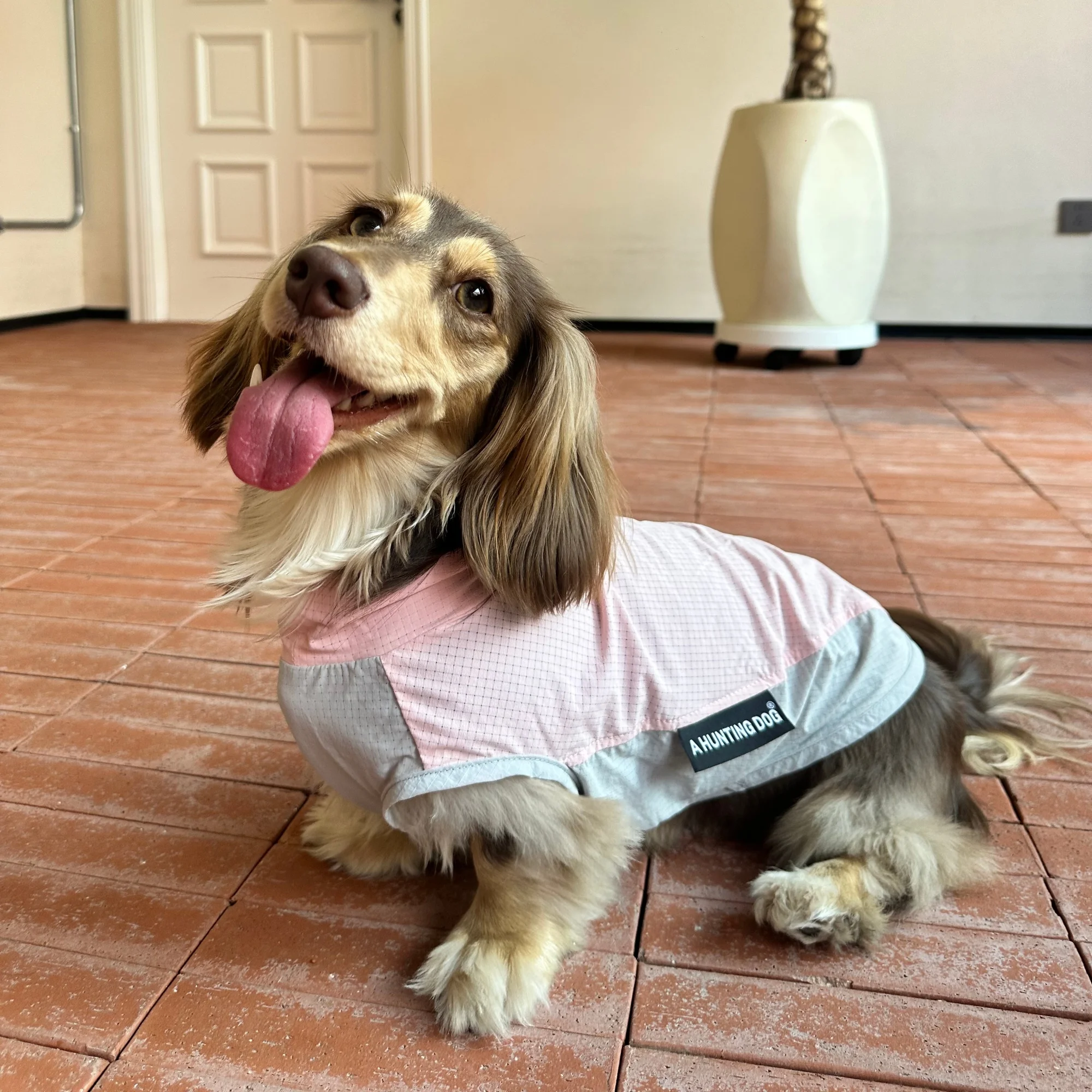 Chaleco refrigerante de verano para perros Dachshund, antiinsectos - imagen 2