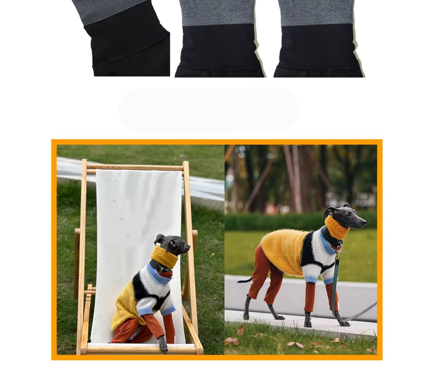 perro usando la sudadera)