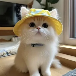 Sombrero pescador UV con orificios para orejas de gato, transpirable